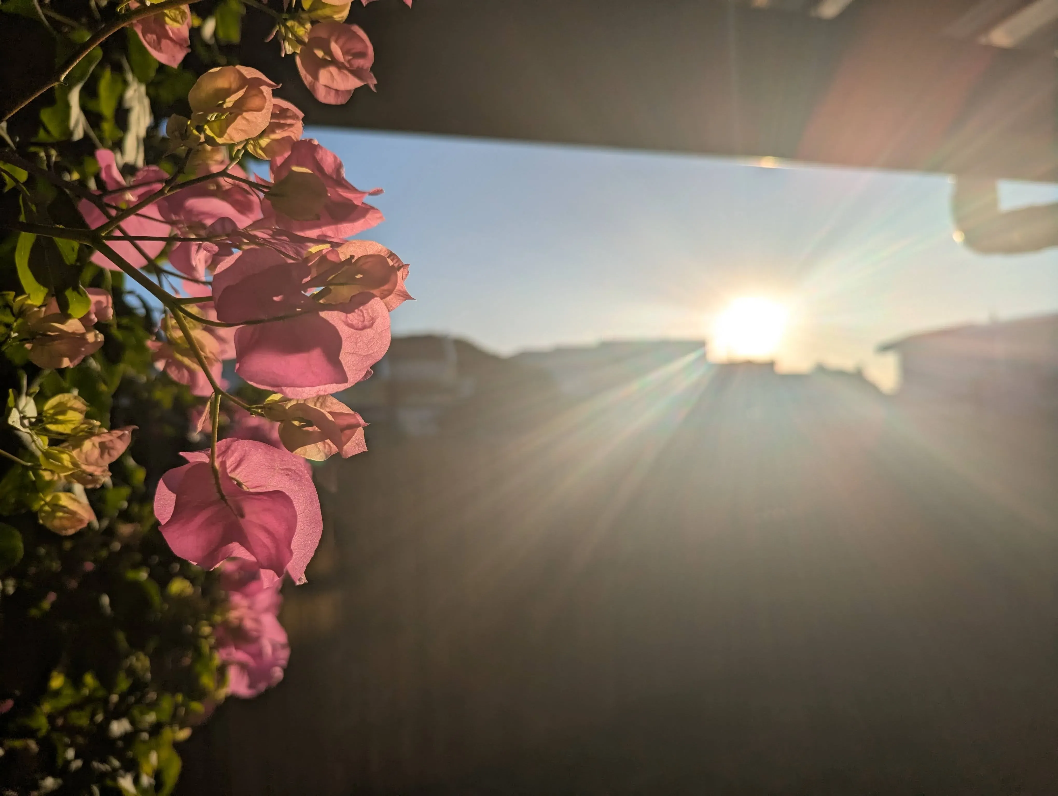 Vibrant bougainvillea flowers catching the golden sunset light, creating a tranquil atmosphere at Kommetjie Flow.